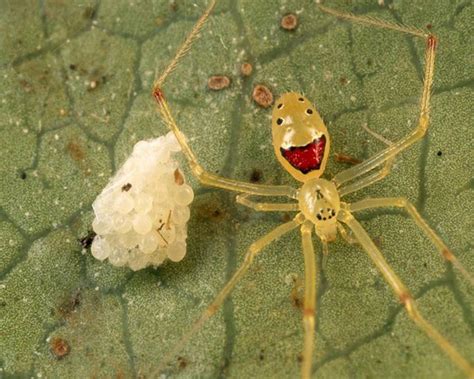 Animals Only Found in Hawaii | The happy faced spider found only in ...