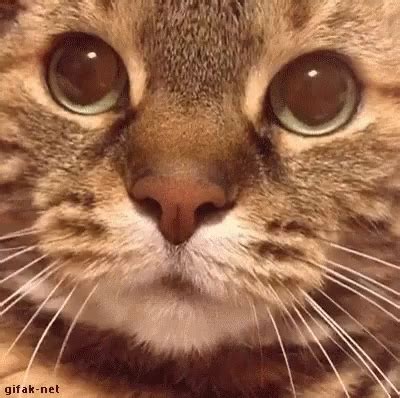 Cat Stare GIF - Cat Stare Meowing - Discover & Share GIFs