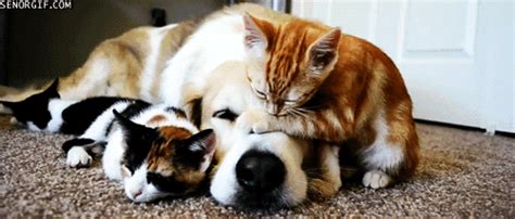 an orange and white cat laying on the floor next to two black and white kittens