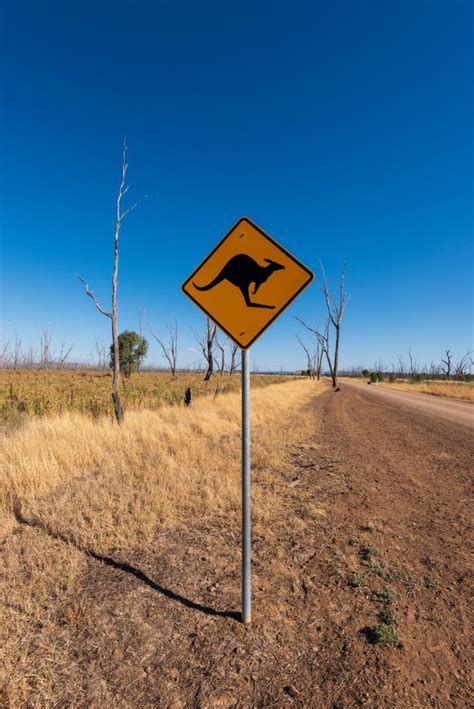 The Cane Toad Invasion: Damage to Australia's Ecosystem and Adaptation of Native Species - Daily ...