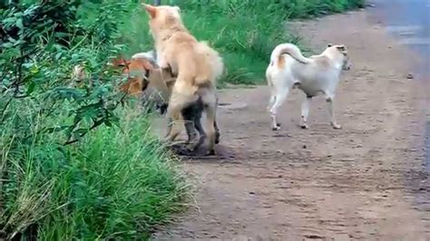 Dog Group Mating - YouTube