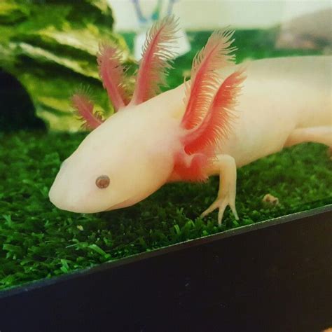 Gfp Copper Leucistic Axolotl | Ajolote