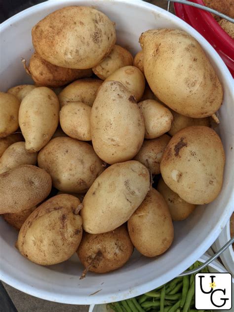 Harvesting & Storing Homegrown Potatoes - Unruly Gardening