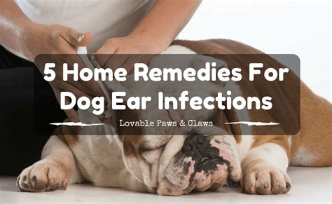 5-home-remedies-for-dog-ear-infections | Dogs ears infection, Ear infection, Dog communication