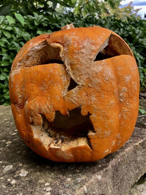 How to keep your pumpkin from rotting | Popular Science