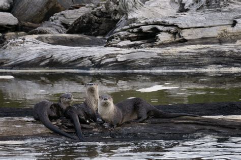 River Otters in Redwood National Park, California - Anne McKinnell Photography