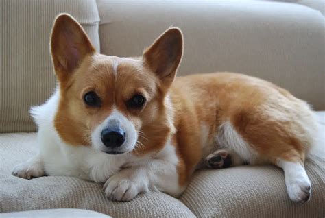 Queen Elizabeth II’s favorite dog breed, the Pembroke Welsh Corgi, has surged in popularity ...