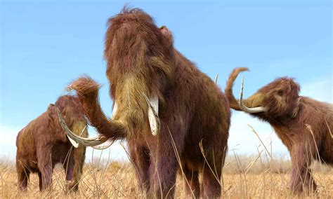 Woolly Mammoth vs Mastodon: What are the Key Differences? - Wiki Point