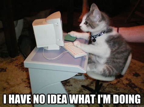 I have no idea what I'm doing - cat computer - quickmeme