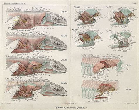 Detailed Reptile Anatomy - A Must-Have for Animal Enthusiasts