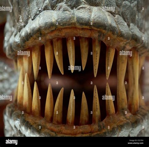 tyrannosaurus rex teeth closeup Stock Photo - Alamy