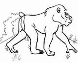 9 Sweet And Cute Baboon Coloring Pages For Children  sketch template