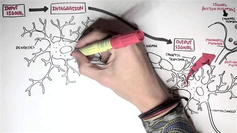 Neurology - Neuron | Neurons, Neurology, Human body systems