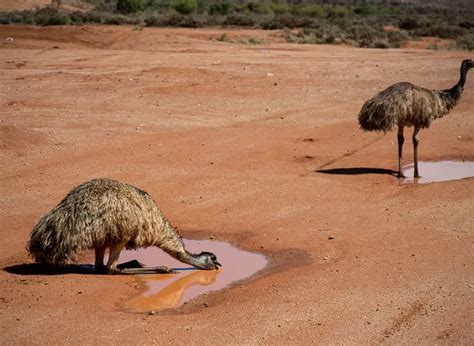 The ultimate nsw outback road trip – Artofit