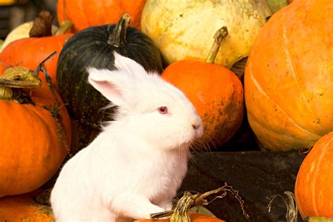 Rabbit And Pumpkin Free Stock Photo - Public Domain Pictures