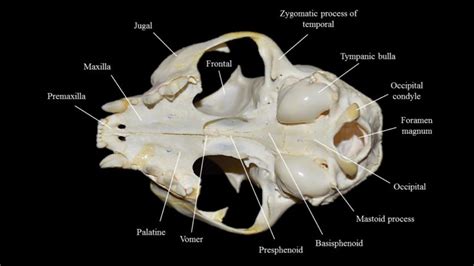 Cat skull | Atlas of Comparative Vertebrate Anatomy