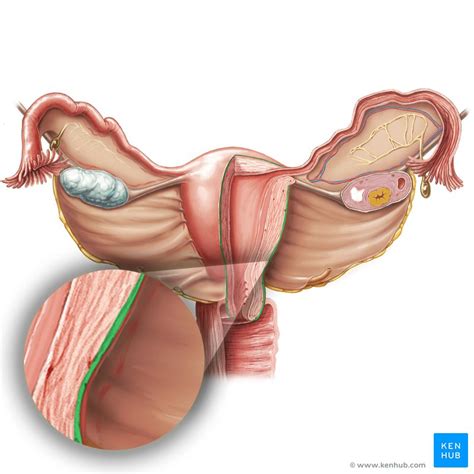 Perimetrium: Anatomy, histology and function | Kenhub