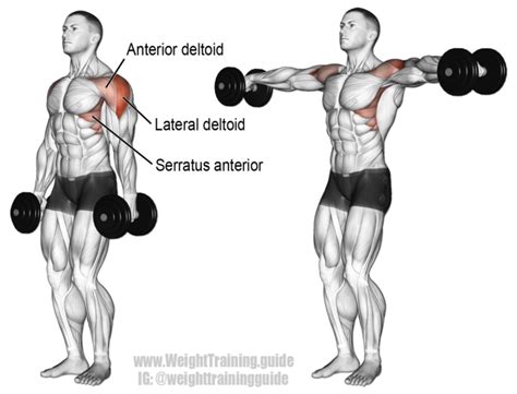 Lateral Raises - How To Use Them In Your Workouts | Gym Junkies