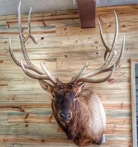 Pin by Joshua J. Cadwell on Elk mounts. | Taxidermy, Deer mounts, Deer antlers