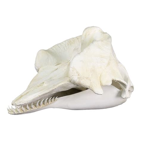 Replica Pygmy Sperm Whale Skull For Sale – Skulls Unlimited International, Inc.