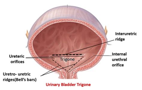 Urinary Bladder – Anatomy QA