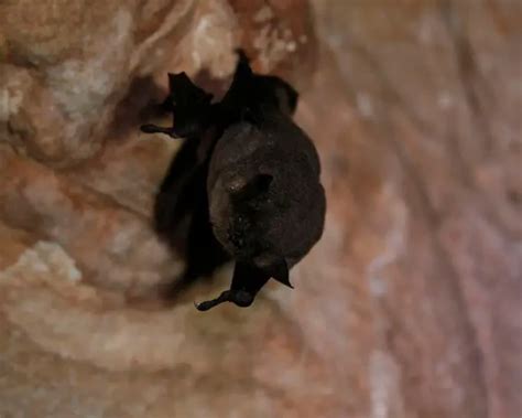 Gray Bat - Facts, Diet, Habitat & Pictures on Animalia.bio