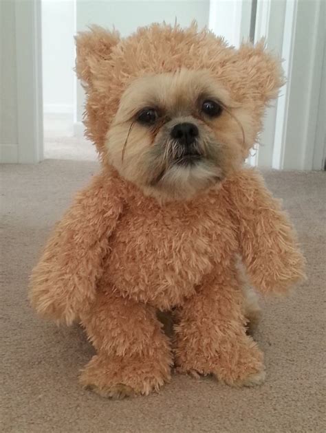 A Shih Tzu Wearing a Walking Teddy Bear Costume