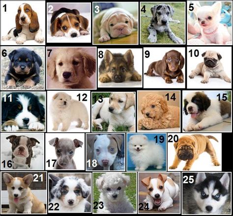 What's Your Favorite? | Dog breed quiz, Dog breeds, Puppies