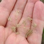 African feather grass | Weeds information | Weeds | Biosecurity | Agriculture Victoria