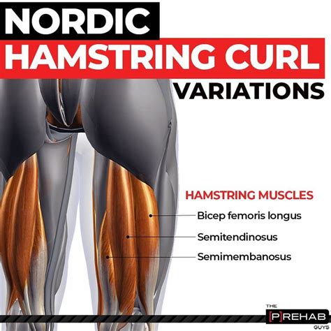 an image of a poster with words describing what muscles are in the lower limb and upper limb