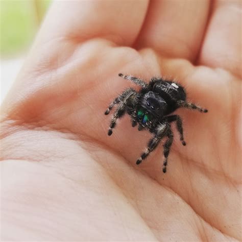 I made a friend :) Phidippus audax in Central Texas : r/spiders