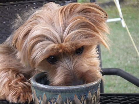 Kirby is a hungry boy | Kirby the Dorkie | Flickr