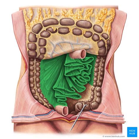 Pin on !!!!! Medical Science Illustrated