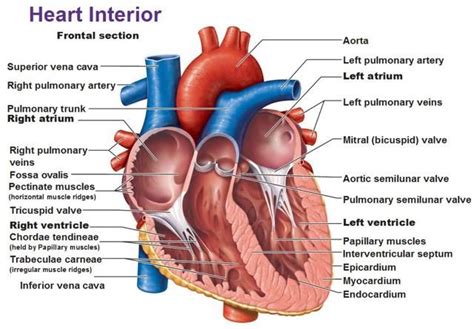fossa ovalis - Google Search | Heart diagram, Human heart anatomy, Human heart diagram