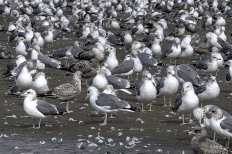 Colony Of Seagulls Free Stock Photo - Public Domain Pictures