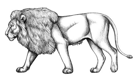 Lion sketch, Lion drawing, Lion art