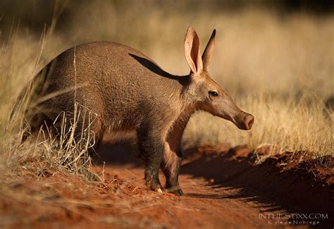 Aardvark alert by kyle de nobrega on 500px | Bizarre animals, Rare ...