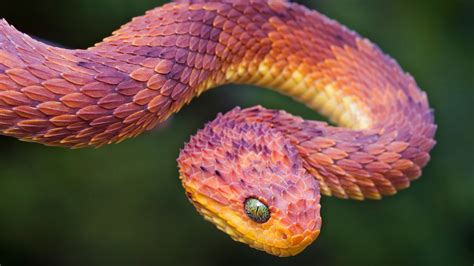 22 Pics of the Coolest Poisonous Snake in the World - the African Bush ...