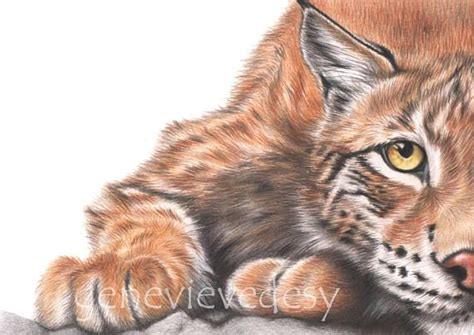 Dessin original de lynx - Dessin aux crayons de couleur Polychromos ...