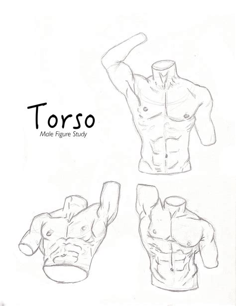 Torso Study Page 2 by CourtneysConcepts on DeviantArt