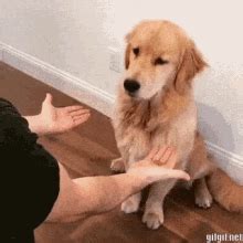 Funny Animals Dogs GIF - FunnyAnimals Dogs WrongHand GIFs | Funny ...