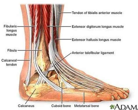 Pictures Of Ankle Muscles