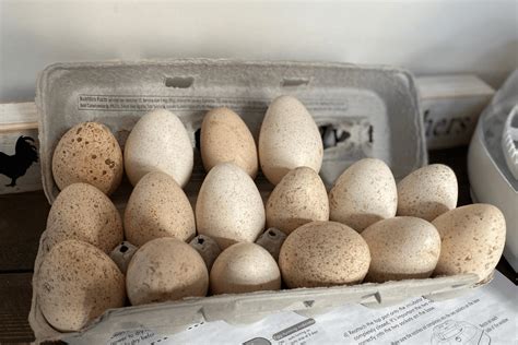 Hatching Heritage Turkeys | Heritage Turkey Breeds | Meyer Hatchery Blog