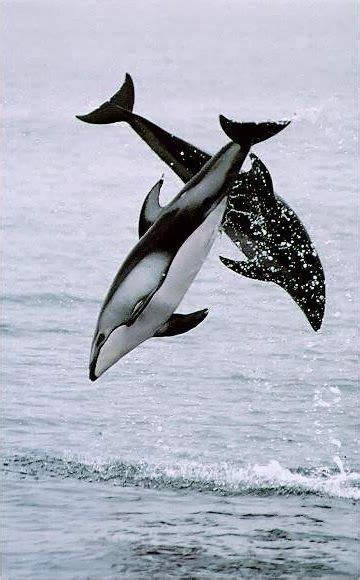 Dolphins Jump | Ocean creatures, Dolphins, Ocean animals