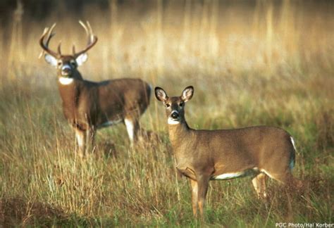 650K hunters expected for start of Pa’s firearms deer hunting season