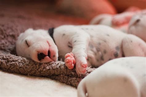 360+ Dalmatian Sleeping Dog Stock Photos, Pictures & Royalty-Free ...