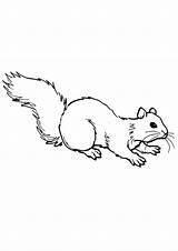 Coloring Pages  Squirrel Page sketch template