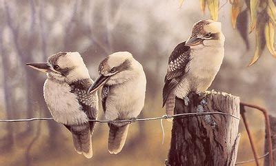 kookaburra watercolour painting | Australian wildlife, Wildlife art ...