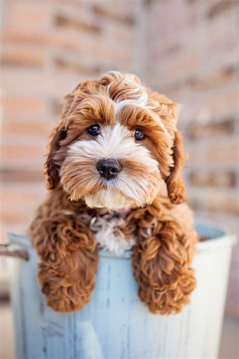 Tessa the Cockapoo Puppy by Happy Tails Pet Photography | Pet Photography Feature | Cockapoo ...