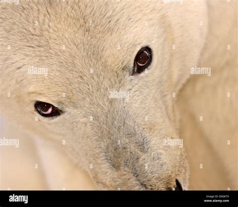 Polar Bear Eyes Stock Photo - Alamy